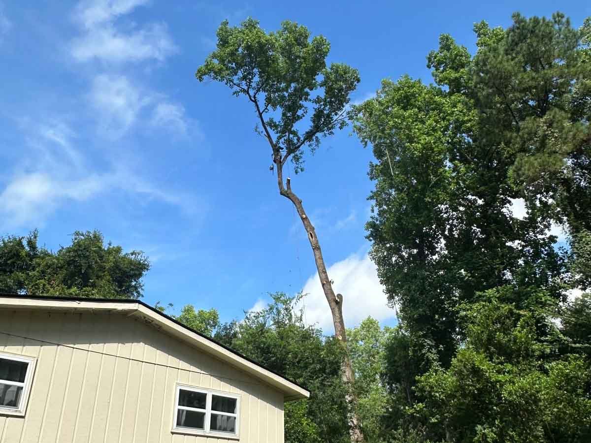 El Costeño Tree Service LLC